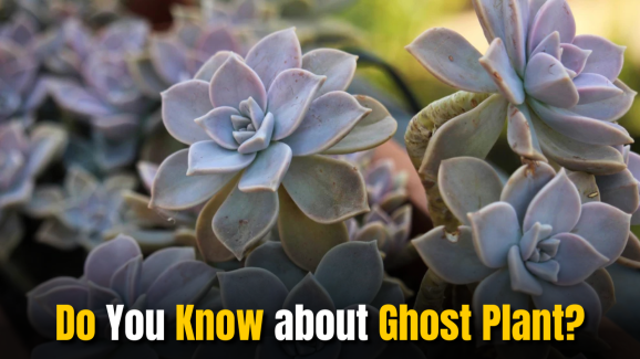 Do You Know about ‘Ghost Plant’: Try Growing These at Home