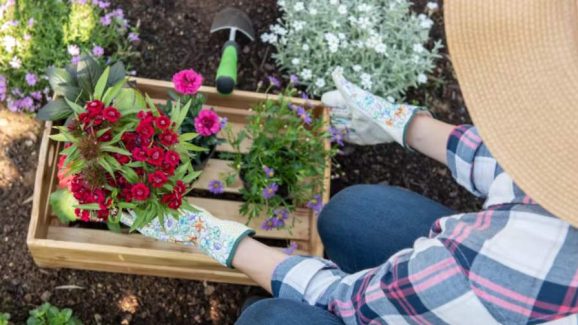Effective Tips to Help Your Plants Flower Better