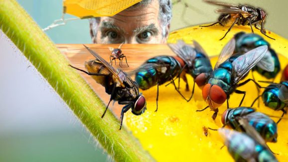 How to Get Rid of Houseflies Naturally This Monsoon