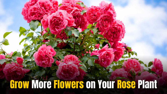 Do This to Get More Flowers on Your Rose Plants