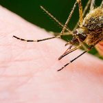 Mosquito-Borne Diseases: What to Watch for in Rainy Season