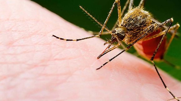 Mosquito-Borne Diseases: What to Watch for in Rainy Season