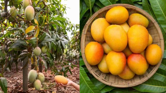 National Mango Day 2025: Top 5 Benefits of Growing Mango Tree at Home