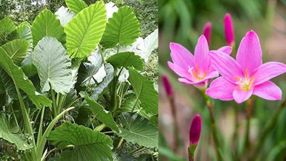 Top 7 Rain-Loving Plants Perfect for the Monsoon Season