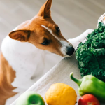 Giving Your Dog Veg Food? Read This First