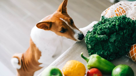 Giving Your Dog Veg Food? Read This First