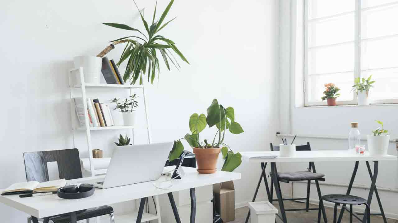 Top 7 Small Plants for Your Office Desk That Add Positivity