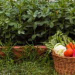 9 Simple Gardening Tips to Save Your Vegetable from Heavy Rains