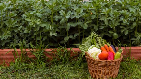 9 Simple Gardening Tips to Save Your Vegetable from Heavy Rains