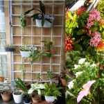 Top 10 Perfect Small Monsoon Plants for Balcony