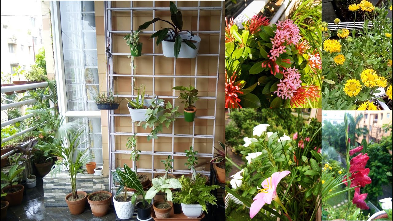Top 10 Perfect Small Monsoon Plants for Balcony