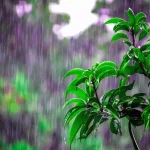 10 Monsoon Gardening Hacks Gardeners Wish They Knew Sooner