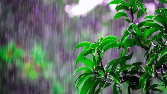 10 Monsoon Gardening Hacks Gardeners Wish They Knew Sooner
