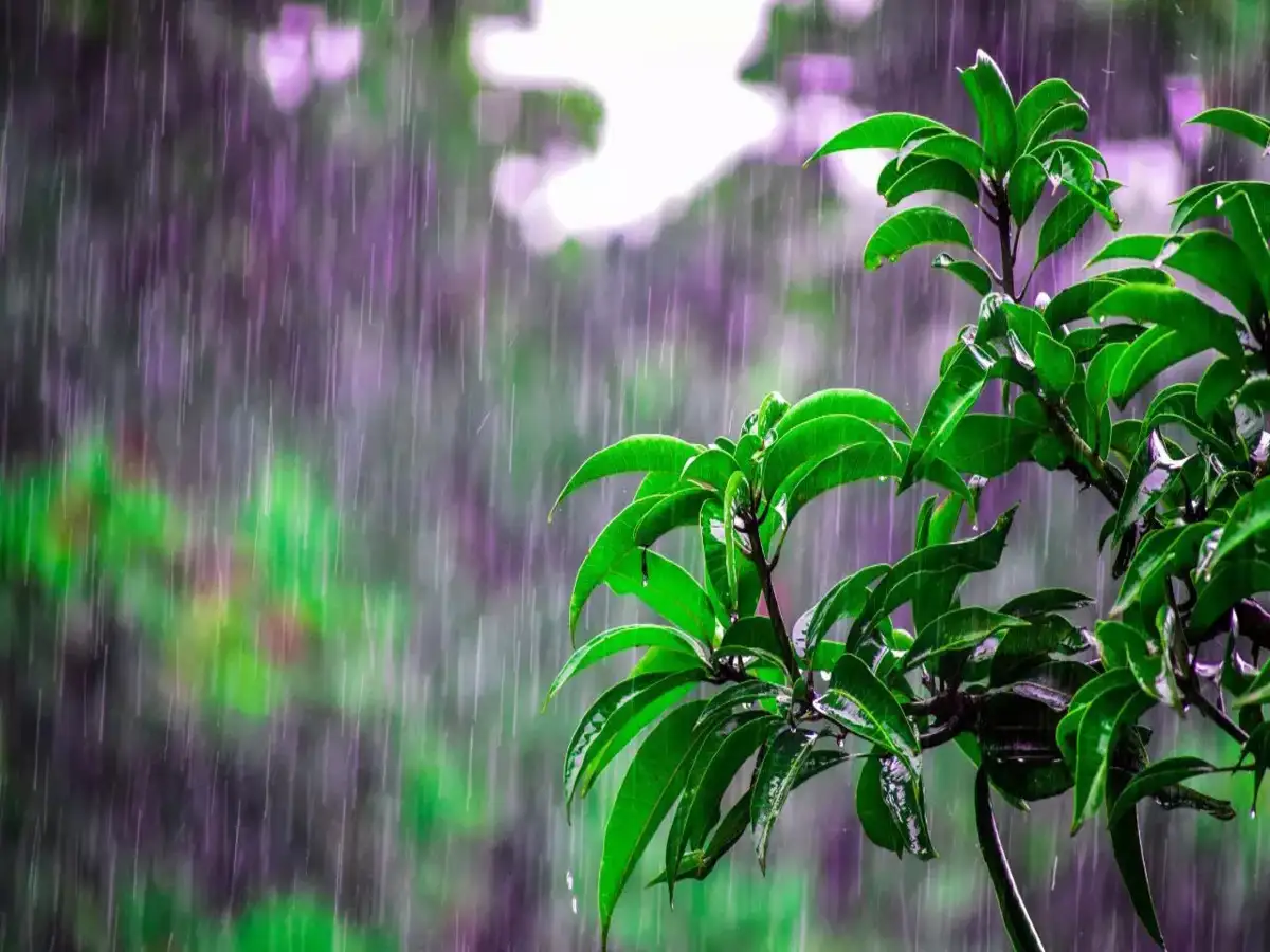 10 Monsoon Gardening Hacks Gardeners Wish They Knew Sooner