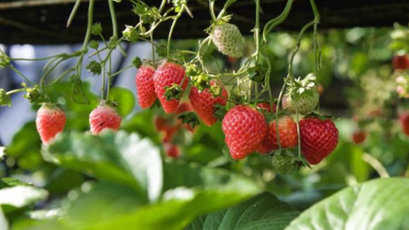 How to Identify Sweet Strawberries vs. Fake Ones