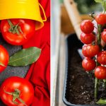 Step-by-Step Guide to Grow Tomatoes in Pots at Home