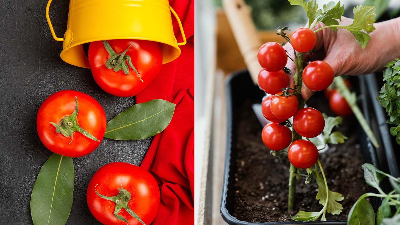 Step-by-Step Guide to Grow Tomatoes in Pots at Home
