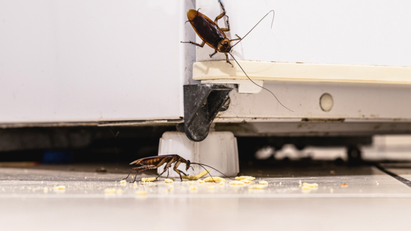 Get Rid of Cockroaches By These Effective Home Remedies