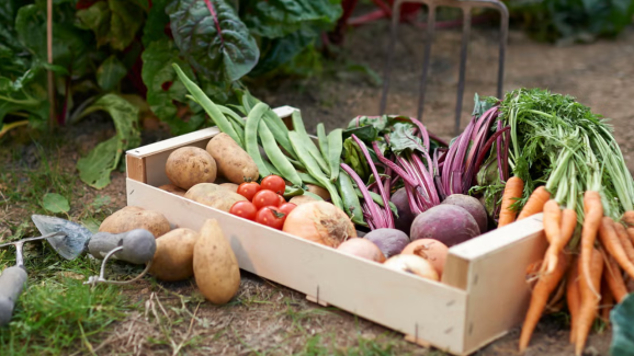 6 Vegetables You Can Easily Grow at Home