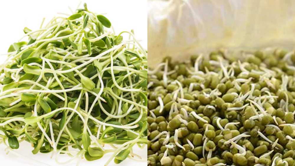 Steamed vs Raw Sprouts: Which is Better for Your Health?
