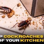 4 Ways to Keep Cockroaches Out of Your Kitchen