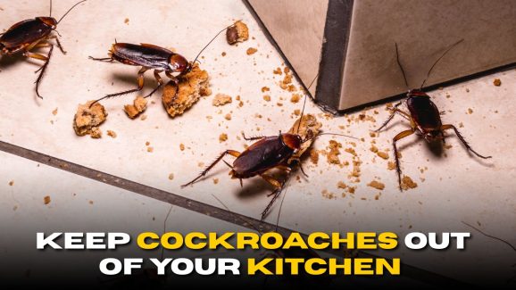 4 Ways to Keep Cockroaches Out of Your Kitchen