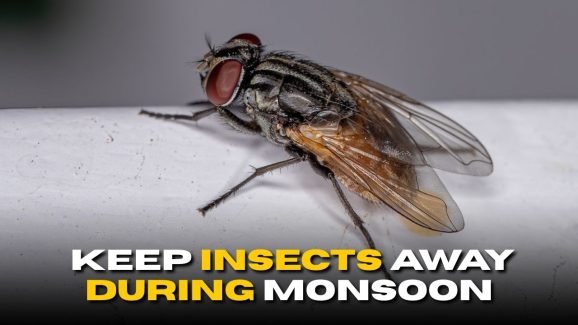 5 Things You Must Do to Keep Insects Away During Monsoon