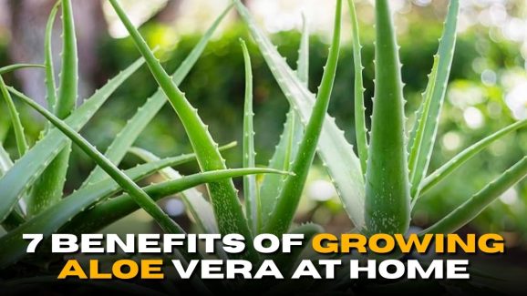 7 Benefits of Growing Aloe Vera at Home