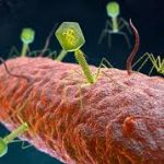 Bacteriophages vs Antibiotics: What Should You Take for Infections?