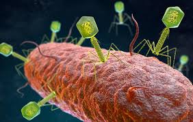 Bacteriophages vs Antibiotics: What Should You Take for Infections?