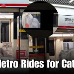 Chinese YouTuber Builds Metro for His Cats, Internet Goes Wild