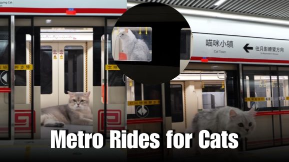 Chinese YouTuber Builds Metro for His Cats, Internet Goes Wild
