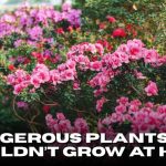 Dangerous Plants You Shouldn’t Grow at Home