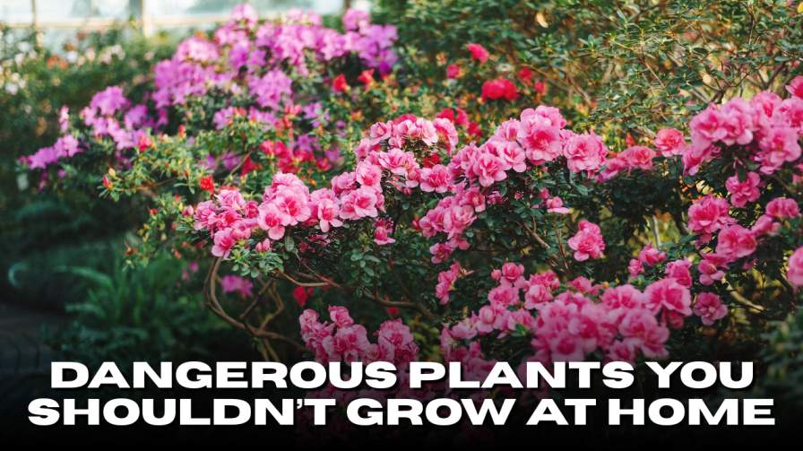 Dangerous Plants You Shouldn’t Grow at Home