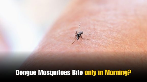 Do Dengue Mosquitoes Bite in the Morning Only?