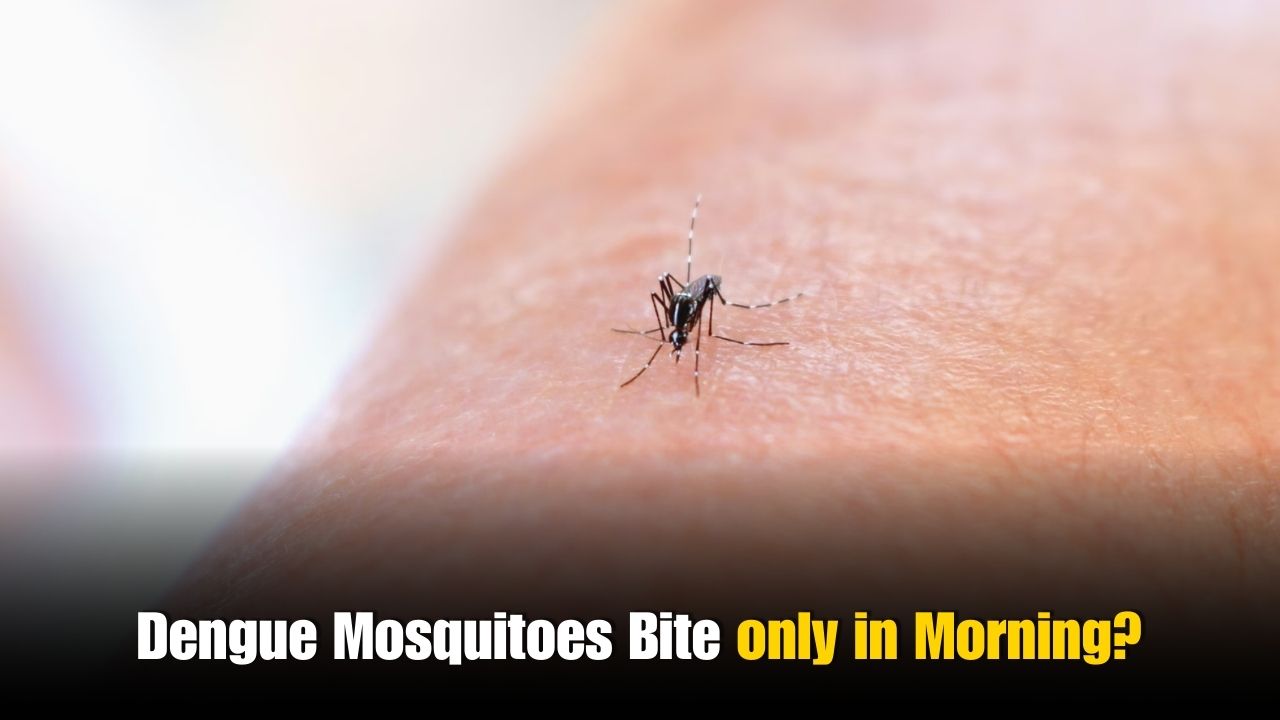Do Dengue Mosquitoes Bite in the Morning Only?