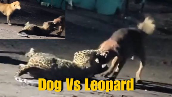 Dog Overpowers Leopard in Brutal Fight, Drags It Away: Viral Video