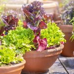 Tips for Growing Healthy Vegetables in Pots and Containers
