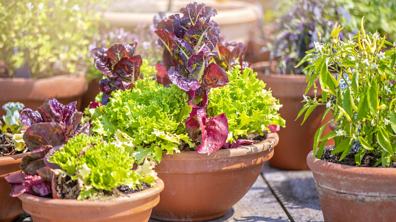 Tips for Growing Healthy Vegetables in Pots and Containers