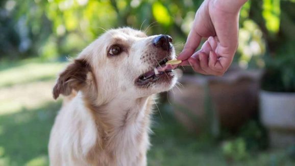 Can You Face Legal Action for Feeding Stray Dogs? Explained