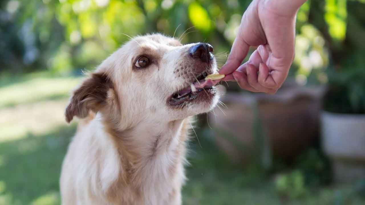 Can You Face Legal Action for Feeding Stray Dogs? Explained