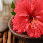 Red Hibiscus for Hair: Natural Remedies to Reduce Dandruff and Hair Fall