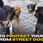 Street Dogs Danger: Who Gets Attacked and How to Protect Yourself
