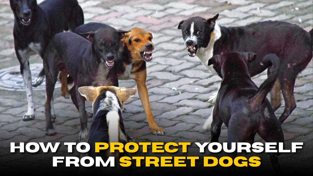 Street Dogs Danger: Who Gets Attacked and How to Protect Yourself