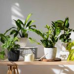 Green Healing: Top 5 Indoor Plants for Better Health