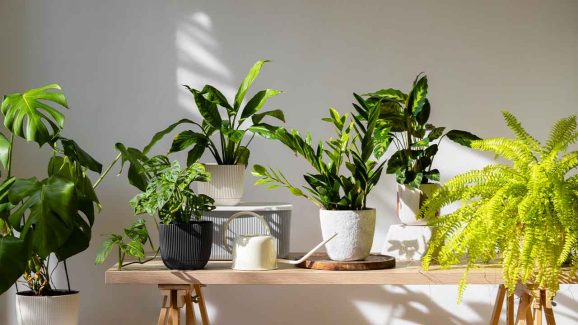 Green Healing: Top 5 Indoor Plants for Better Health