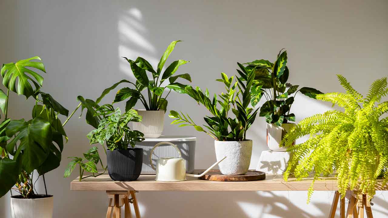 Green Healing: Top 5 Indoor Plants for Better Health