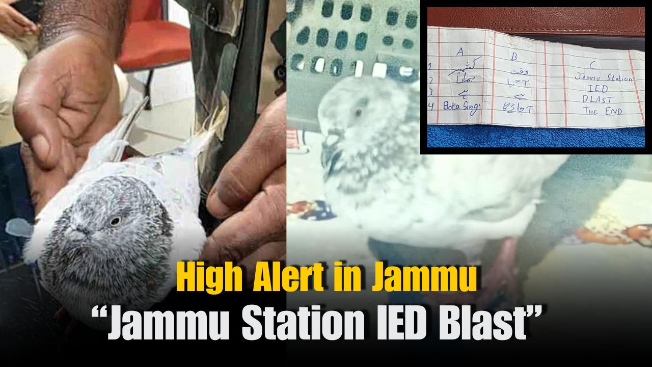 Jammu Alert: BSF Nabs Pigeon With Note Warning of IED Blast