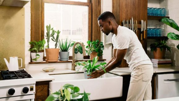 Perfect Plants for Your Kitchen That Double as Fresh Ingredients