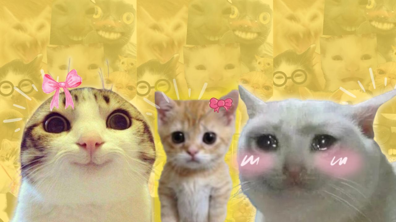 Meow Alert: Celebrating World Cat Day, Time to Honour the True Royals
